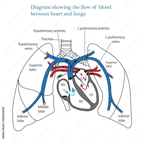 Diagram showing flow of blood between heart and lungs, human heart and lungs, blood circulation ...