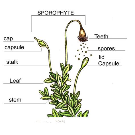 Moss anatomy scientific diagram by lizzie Harper natural history ...