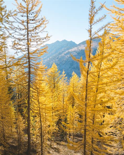 Golden Larches, Washington State [2398 x 3000] | Pacific northwest ...