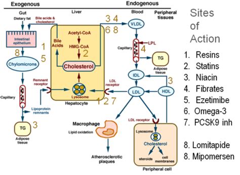 Acipimox An Overview ScienceDirect Topics, 56% OFF