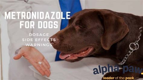 Metronidazole For Dogs: Dosage, Side Effects & Warnings