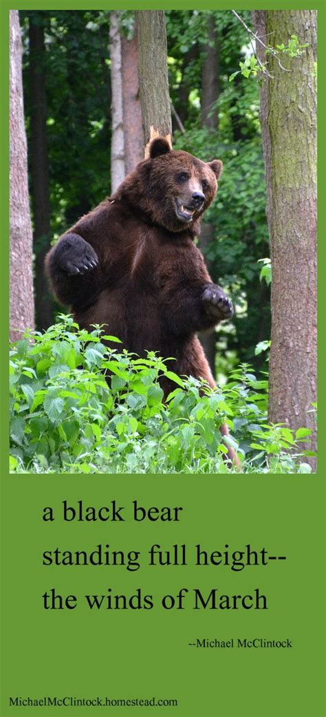 haiku poems for kids about animals - placement-of-cubscout-patches