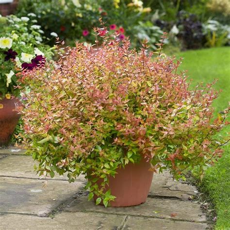 Kaleidoscope Abelia Shrub | Shrubs, Garden fountains, Plants