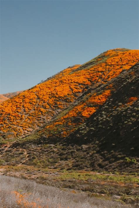 15 Magical California Poppy Fields + Best Month To View Them