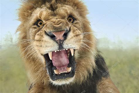 Pics: lions attacking | Wild lion attack — Stock Photo © sw_stock #125679580