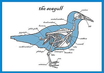 NEW Anatomy of a Seagull Greetings Card Herring Gull Seaside Any ...