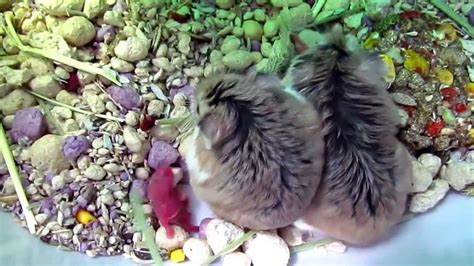 Roborovski hamster babies - Day 1 - YouTube