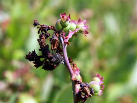 Blueberry - Botrytis Blight - Department of Agriculture and Aquaculture