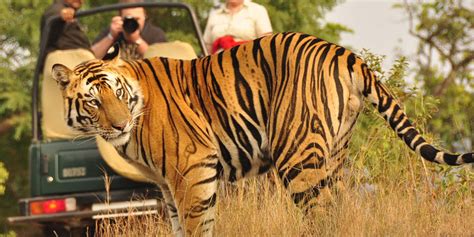 Golden Triangle with Ranthambore Tour,Book Delhi Agra Ranthambore Jaipur Tour