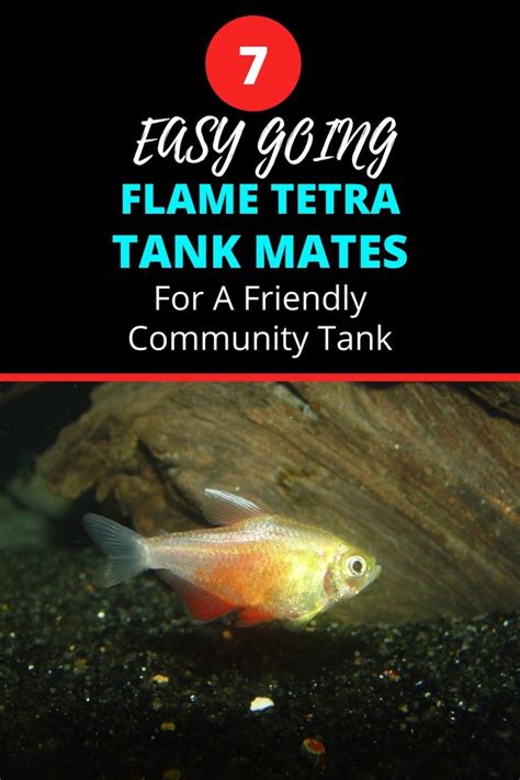 7 Interesting Flame Tetra Tank Mates Ideas For A Community Tank