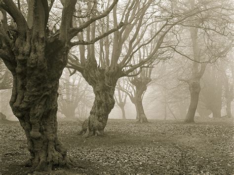 10 Haunted Forests Around the World - Photos - Condé Nast Traveler