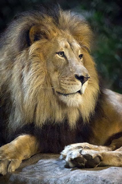 Leo...King of the jungle | Animals beautiful, Beautiful cats, Majestic animals