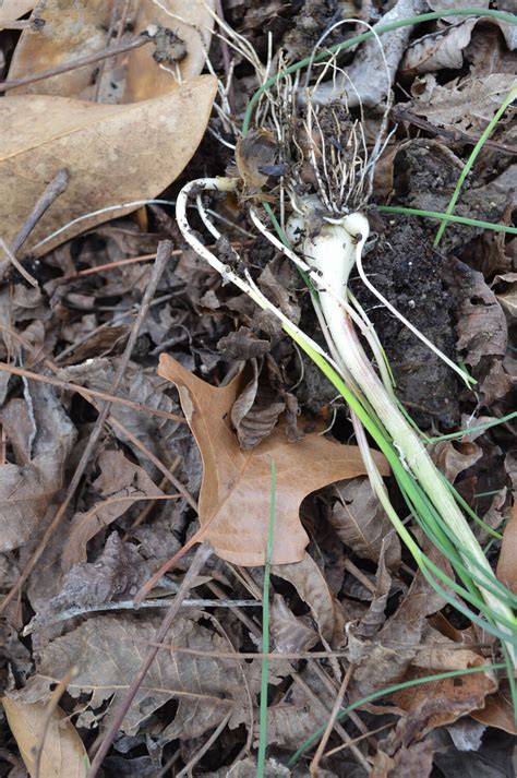 How to Identify Wild Garlic and Get Rid of It