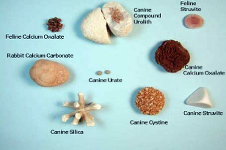 What Causes Crystals In Dog Urine