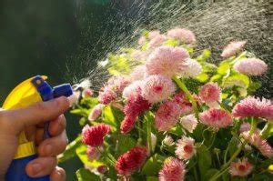 Foliar Feeding for Garden Plants | ThriftyFun