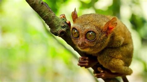 True Facts About The Tarsier - YouTube