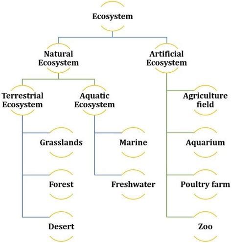 Flow Chart Of Ecosystem