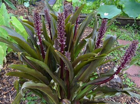 Eucomis Sparkling Burgundy – Brian's Botanicals