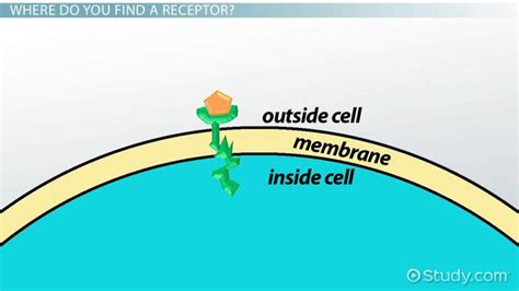 Receptor Function & Disorders - Lesson | Study.com