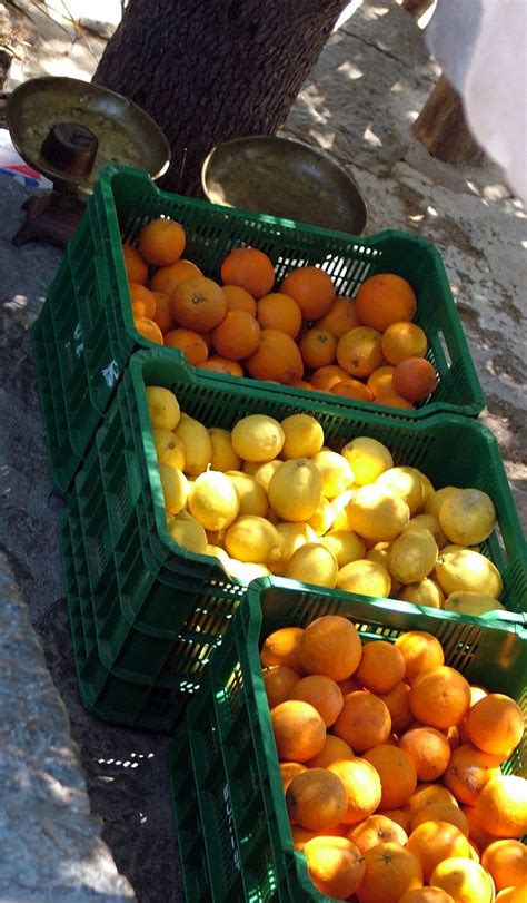 Citrus Fruits Free Stock Photo - Public Domain Pictures