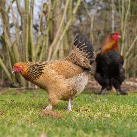 Brahma Chickens: What To Know Before You Buy!