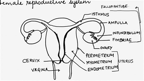 Female Reproductive System Diagram Quiz