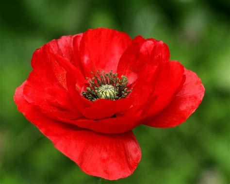 The Red 'Flanders' Poppy | Florist with Flowers