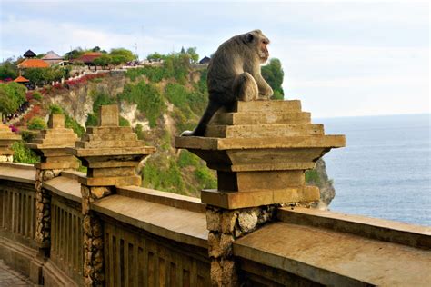 Bali’s Famous Uluwatu Temple Is Working To Mitigate Behavior Of ‘Naughty' Monkeys - The Bali Sun