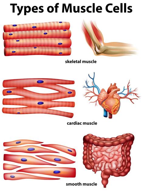 Diagram showing types of muscle cells 303699 Vector Art at Vecteezy