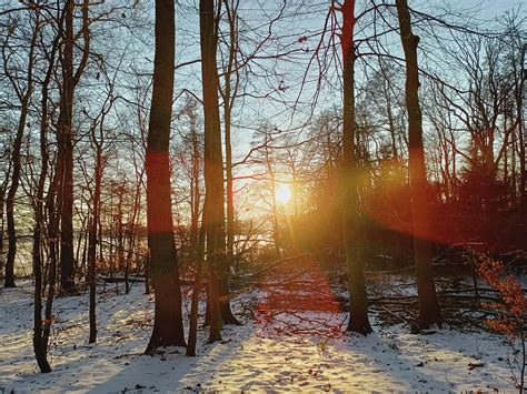 Forest Winter Sun - Free photo on Pixabay - Pixabay