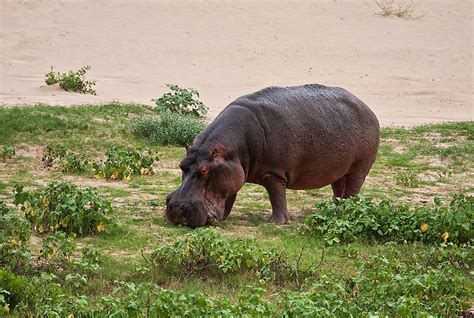 Where Do Hippos Live? - WorldAtlas