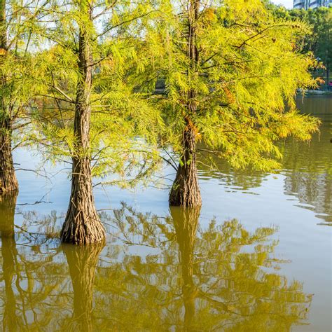 Pond Cypress Tree – Green Thumbs Garden