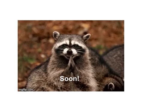 Evil Plotting Raccoon Memes Quickmeme