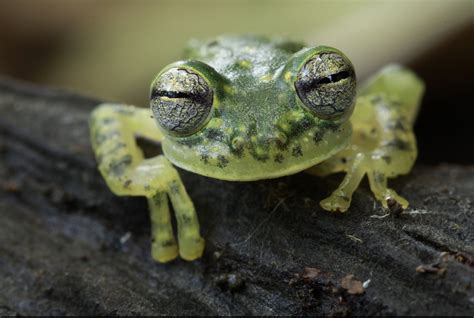 Puyo Giant Glass Frog: Species in World Land Trust reserves