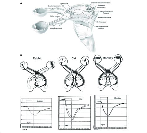 | The pupillary light reflex. (A) Neural circuits involved in the... | Download Scientific Diagram