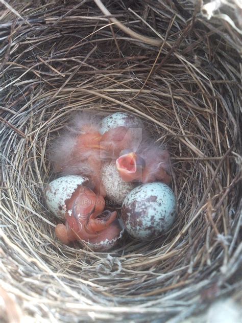 Baby Birds hatching by Jenilyn88 on DeviantArt