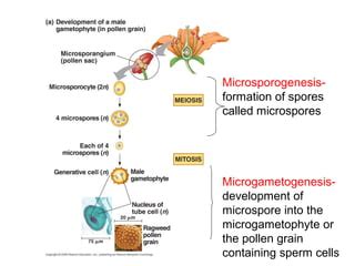 130 ovule development revised | PPT | Free Download