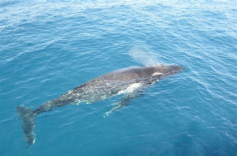 Whale Watching Hervey Bay Australia by eGuide | Whale Watchi… | Flickr