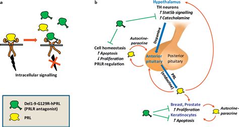 Use of Prolactin Receptor Antagonist to Better Understand Prolactin Regulation of Pituitary ...