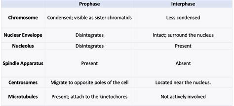 How does prophase look different from interphase? | Quizlet