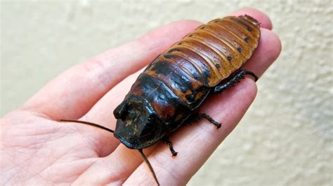 Do hissing cockroaches cary disease? Cockroaches as pets