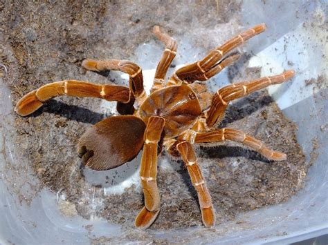 Pelinobius muticus ♀+♂ PARA 3,5-4DC (6,5cm) | Spider, Baboon, Tarantula