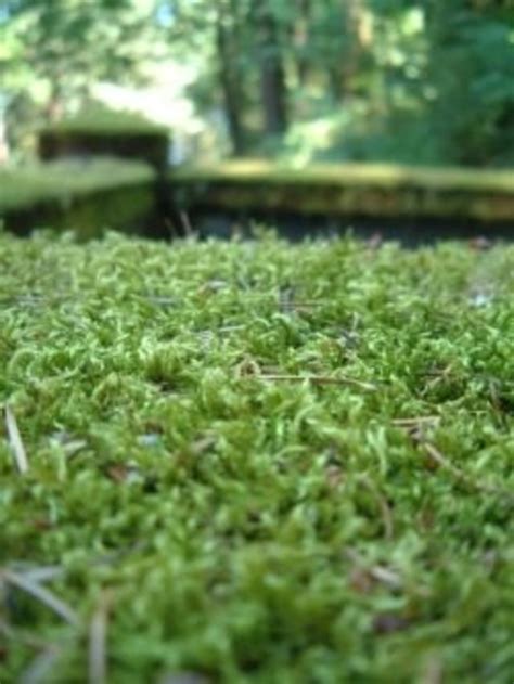 Moss Farming - Dengarden - Home and Garden