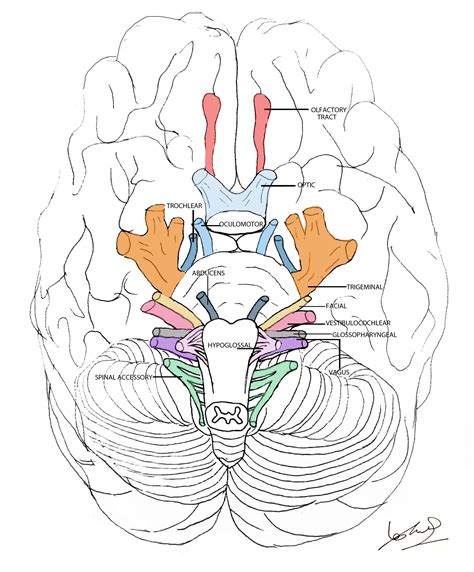 Cranial Nerves | Summary | Geeky Medics