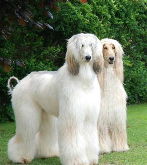 What A beauty 's | Afghan hound, Dog breeds, Hound