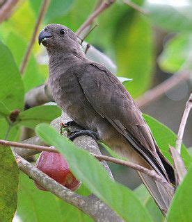 Seychelles black parrot | Mother Nature | Parrot, Birds, Pet birds