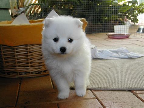 File:Japanese Spitz Puppy.JPG - Wikimedia Commons