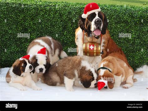 Beethoven's Christmas Adventure DVD launch Stock Photo - Alamy