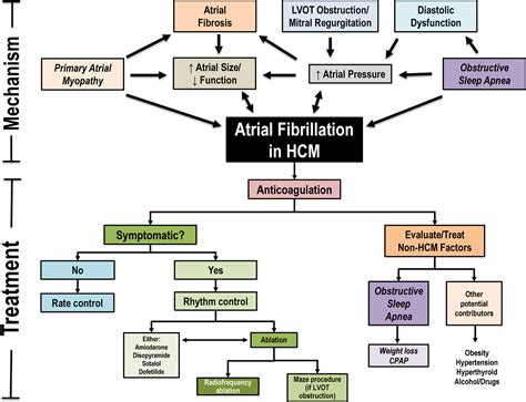 Thinking Outside the Heart to Treat Atrial Fibrillation in Hypertrophic ...