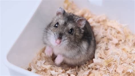 Hamster Stock Video Footage for Free Download